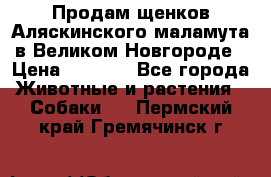 Продам щенков Аляскинского маламута в Великом Новгороде › Цена ­ 5 000 - Все города Животные и растения » Собаки   . Пермский край,Гремячинск г.